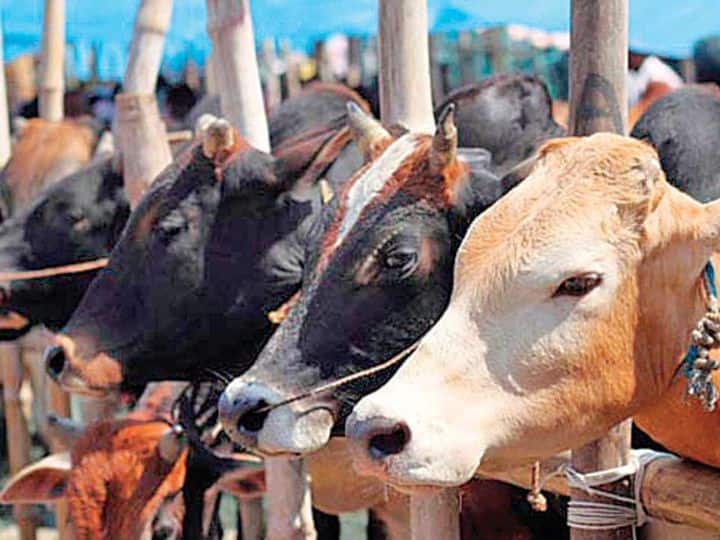 Maharashtra Thane Marathi News Lumpy disease outbreak in Thane district animals positive in Badlapur and Ambernath Lumpy Skin Disease : ठाणे जिल्ह्यात लम्पी आजाराचा शिरकाव, बदलापूर आणि अंबरनाथमध्ये जनावरं पॉझिटिव्ह