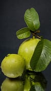 Guava Leaves Benefits : फक्त पेरूच नाही तर पानांमध्येही आहेत अनेक गुणधर्म