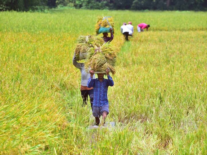 Punjab Farmers troubled dwarf disease of paddy more than 34000 hectare Crop affected Punjab News: धान के बौने रोग से पंजाब के किसान परेशान, 34 हजार हेक्टर से अधिक फसल प्रभावित