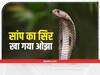 Jharkhand: सांप का सिर काटकर खा गया ओझा, आगे जो हुआ वो आप खुद पढ़ें
