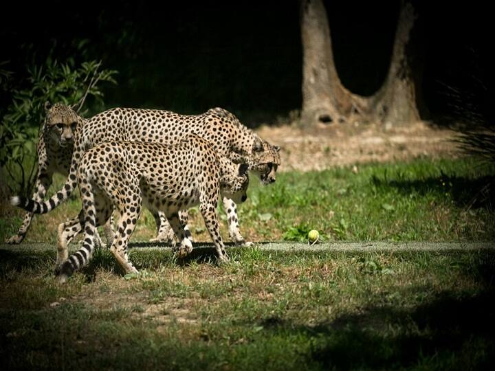 Cheetahs to reach Jaipur from Namibia Sept 17 flown Kuno national park Madhya Pradesh PM Modi India Cheetahs To Reach Jaipur From Namibia On Sept 17, Will Be Flown To Kuno National Park