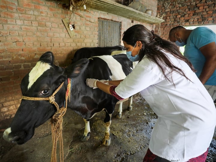 Bihar Govt Organize Door-to-door free vaccination campaign of animals against lumpy skin disease Lumpy Vaccination: गांव-गांव जाकर पशुओं को लगाए जा रहे लंपी के नि:शुल्क टीके, देखें लिस्ट में आपका इलाका है या नहीं