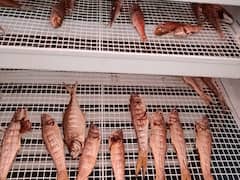 Fish Drying Machine: చేప ఎండితే మంచిదే - ఎన్నాళ్లయినా ఫ్రెష్‌గా ఉండాల్సిందే
