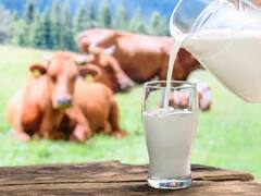 67,000 पशुओं की जान ले चुका है लंपी वायरस, क्या दूध में भी वायरस है? अब महंगा होगा दूध!