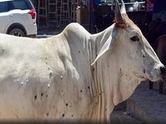 Lumpy Virus: महाराष्ट्र में पशुओं को मुफ्त में लगेगी लंपी वायरस की वैक्सीन, अगले हफ्ते उपलब्ध होंगे 50 लाख डोज