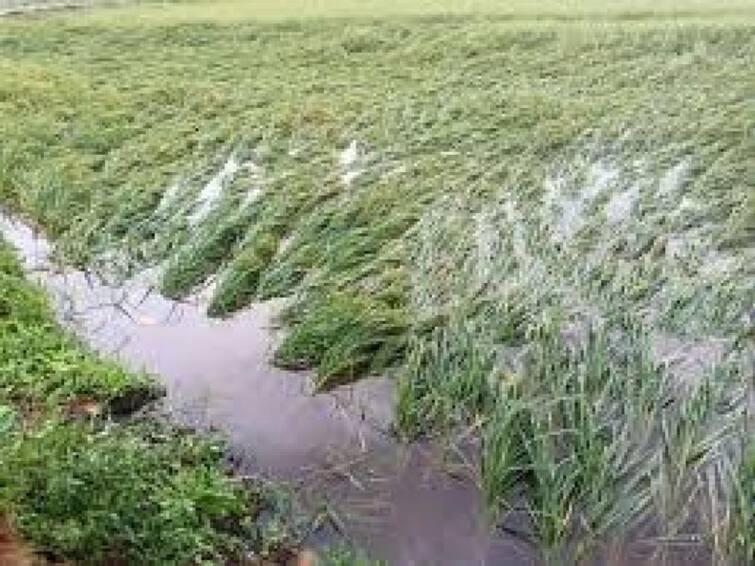 Beed district excluded from heavy rainfall relief  Beed News : अतिवृष्टीच्या मदतीतून बीड जिल्ह्याला वगळले, शेतकरी आंदोलनाच्या पवित्र्यात 