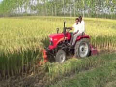 यहां इस बीज से 130 दिन के बजाय 90 दिन में पके धान, किसानों के चेहरे खिले