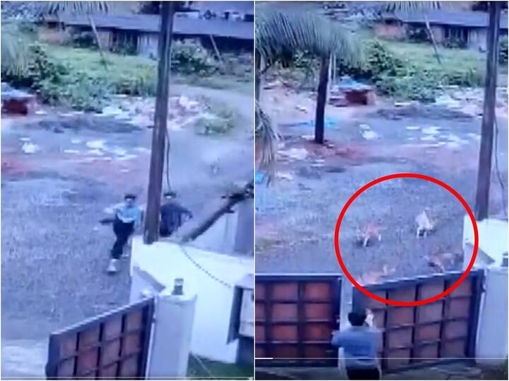 Kerala Narrow escape for students after stray dogs chase them in Kannur Watch Video Kerala: ఓరి దేవుడా! అవి కుక్కలా లేక పులులా? కుర్రాళ్ల టైం బావుంది!