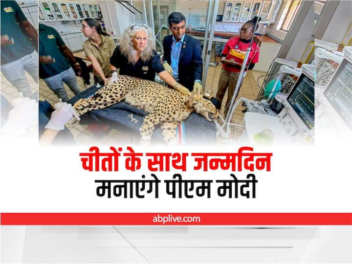 PM Narendra Modi Birthday celebrations with Namibian cheetahs, know what is their speciality PM Modi Birthday: 70 साल बाद भारत में दिखाई देंगे चीते, पीएम मोदी के जन्मदिन पर आ रहे 8 चीतों के लिए बनाया ये प्लान