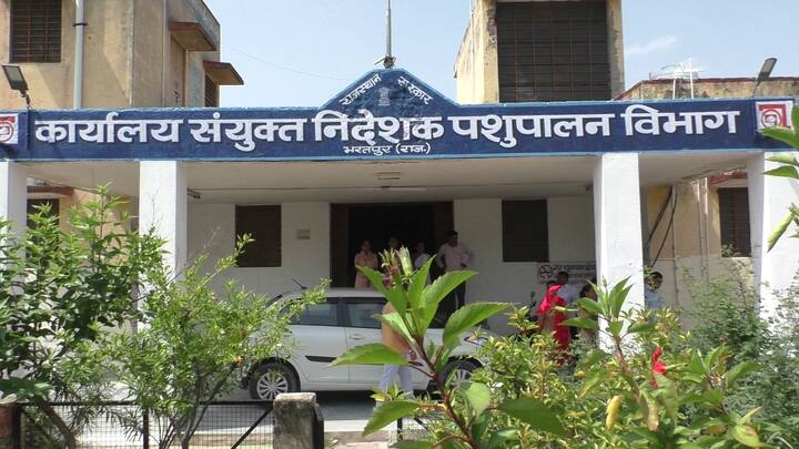 पशुपालन विभाग के संयुक्त निदेशक डॉ गजेन्द्र सिंह चाहर ने बताया कि संक्रमण के संबंध में सूचना इकट्टा करने और तुरंत एक्शन लेने के लिए जिला स्तर पर नियंत्रण कक्ष स्थापित कर दिया गया है, जो 24 घंटे काम करेगा. इसका फोन नंबर 05644-224375 है. उन्होंने बताया कि जिले की 12 पंचायत समिति के 933 गांवों में सर्वे के दौरान 5 हजार 508 पशु संक्रमित पाए गए, जिनमें से 4 हजार 378 गौवंश उपचाराधीन हैं, जबकि 961 गौवंश उपचार के पश्चात संक्रमण से मुक्त हो चुके हैं.