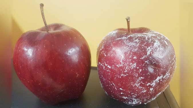 Apple Coating : Apple wax coating can cause huge damage to health, remove it with these 4 methods Apple Coating :  ਸੇਬ ਦੀ ਵੈਕਸ ਕੋਟਿੰਗ ਨਾਲ ਸਿਹਤ ਨੂੰ ਹੋ ਸਕਦਾ ਭਾਰੀ ਨੁਕਸਾਨ, ਇਨ੍ਹਾਂ 4 ਤਰੀਕਿਆਂ ਨਾਲ ਕਰੋ ਦੂਰ