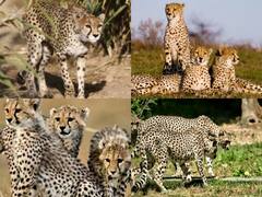 In Pics: नामीबिया से विमान के जरिए जयपुर और फिर हेलीकॉप्टर से कूनो पार्क पहुंचेंगे 8 चीते, पहले 30 दिन रहेंगे क्वारंटीन