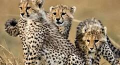 In Pics: नामीबिया से विमान के जरिए जयपुर और फिर हेलीकॉप्टर से कूनो पार्क पहुंचेंगे 8 चीते, पहले 30 दिन रहेंगे क्वारंटीन