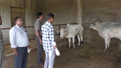 In Pics: लंपी वायरस से निपटने के लिए भरतपुर में गौशालाओं का सर्वे, गायों का किया जा रहा वैक्सीनेशन