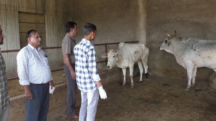 राजस्थान सहित देश के लगभग 12 राज्यों में लंपी वायरस फैल रहा है. लंपी वायरस द्वारा पश्चिम राजस्थान में गायों पर अपना असर दिखाने के बाद अब लगता है कि अब पूर्वी राजस्थान में भी कहर बरपा रहा है राज्य का पूर्वी सिंह द्वार कहा जाने वाला भरतपुर जिला अब लंपी की चपेट आ गया है. यहां पशुपालन विभाग द्वारा टीमें बनाकर घर-घर सर्वे कर रहे है और गौशालाओं में भी जाकर गौवंश को चैक कर रहे हैं कि किसी गौवंश में लंपी वायरस के लक्षण तो नहीं हैं. फैलते लंपी स्किन डिजीज संक्रमण को मद्देनजर रखते हुए जिला प्रशासन एवं जिला पशुपालन विभाग द्वारा गौवंश पर निरन्तर निगरानी रखी जा रही है.