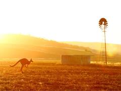 Kangaroo Kills Man Who Kept It As Pet — A First Since 1936 In Australia