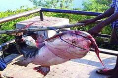 Bastar News: बस्तर में पाई जाती है ये दुर्लभ प्रजाति की मछलियां, जानिए क्यों सालों से ग्रामीण कर रहे इसकी पूजा