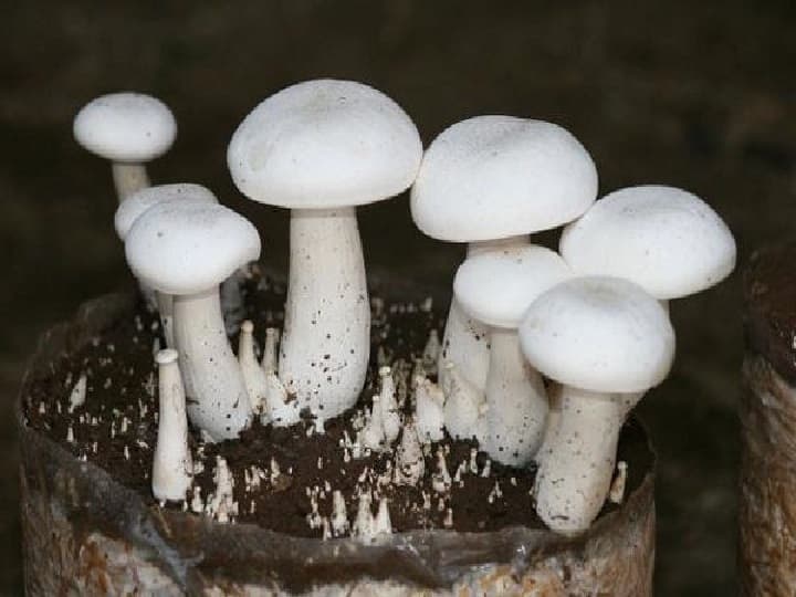 special formula of Milky Mushroom cultivation will become a game changer with high profit in low farming cost Milky Mushroom: मामूली खर्च में कमायें लाखों का मुनाफा, खेती-किसानी में गेमचेंजर बनेगा मिल्की मशरूम का खास फॉर्मूला