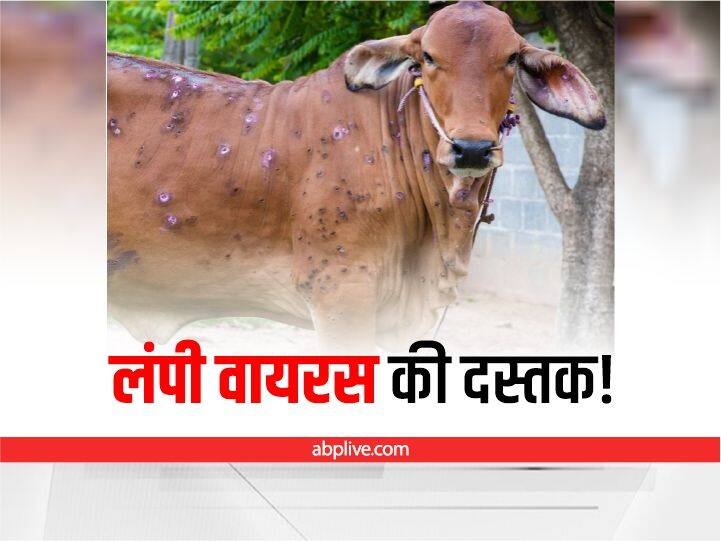 Jharkhand Suspected cases of lumpy virus found in ranchi, deoghar and chatra, know in details  Lumpy Virus: रांची और देवघर के बाद इस जिले में भी मिला लंपी वायरस का संदिग्ध मामला, टोल फ्री नंबर जारी 