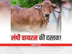 झारखंड: रांची और देवघर के बाद इस जिले में भी मिला लंपी वायरस का संदिग्ध मामला, टोल फ्री नंबर जारी 