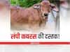 Lumpy Virus: रांची और देवघर के बाद इस जिले में भी मिला लंपी वायरस का संदिग्ध मामला, टोल फ्री नंबर जारी
