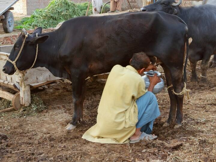 Maharashtra Lumpy Virus 21 Districts Affected and Milk supply is not affected Maharashtra Lumpy Virus: क्या लंपी वायरस के चलते महाराष्ट्र में दूध की सप्लाई प्रभावित है? यहां जानें जवाब