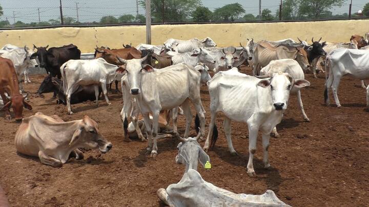 पशुपालन विभाग के संयुक्त निदेशक डॉ गजेन्द्र सिंह चाहर ने बताया कि भरतपुर जिले में पंजीकृत 16 गौशाला में से 12 गौशाला में 11 हजार 134 पशुओं का टीकाकरण का कार्य पूर्ण कर दिया गया है. इसके साथ ही गौशाला में नियमित सर्वे कार्य किया जा रहा है. साथ ही सोडियम हाइपोक्लोराइड का स्प्रे कराया जा रहा है. संयुक्त निदेशक ने बताया की जिले में 58 हजार 899 गौवंशों का भी टीकाकरण किया गया है जिसमें 47 हजार 765 निजी गौवंशों टीकाकरण किया गया है.