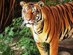 बिहार में बाघ के हमले से महिला की मौत, आक्रोशित लोगों ने हरनाटांड़ वन क्षेत्र का किया घेराव, दहशत में ग्रामीण