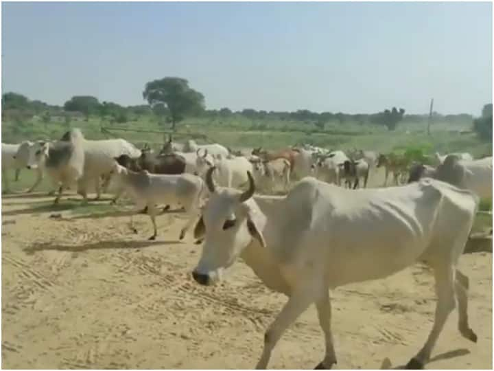 One person died due to stray cattle in Bhavnagar BHAVNAGAR: ભાવનગરમાં રખડતા ઢોરના કારણે વધુ એક વ્યક્તિનું મોત, નાગરિકોની સુંરક્ષા હવે ભગવાન ભરોશે