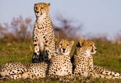 In Pics: नामीबिया से विमान के जरिए जयपुर और फिर हेलीकॉप्टर से कूनो पार्क पहुंचेंगे 8 चीते, पहले 30 दिन रहेंगे क्वारंटीन