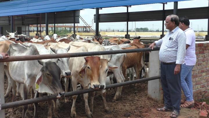 पशुपालन विभाग द्वारा घर-घर जाकर गौवंश के टीकाकरण का कार्य किया जा रहा है. टीकाकरण करने के लिए पशुपालन विभाग द्वारा कई टीमें बनाई हैं, जो गौशाला और पशुपालक के गौवंश को गांव-गांव जाकर टीकाकरण करेंगी. इसके साथ ही विभाग द्वारा गौशालाओं में सोडियम हाइपोक्लोराइड का स्प्रे कराया जा रहा है. जिससे लंपी वायरस को अन्य गौवंश में फैलने से रोका जा सके.