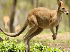 Australia: कंगारू के हमले में 77 वर्षीय शख्स की मौत, 86 साल बाद हुआ ऐसा घातक हमला