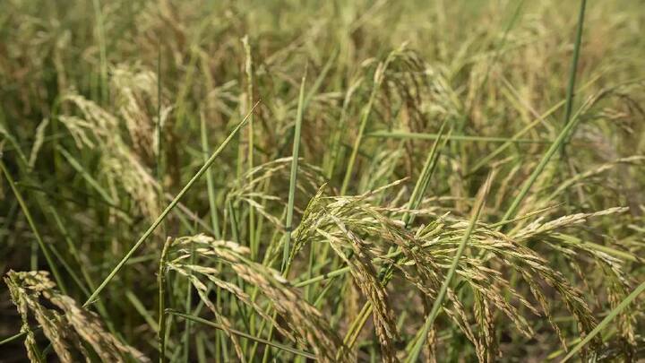 Paddy crop ruined 34 thousand hectares of paddy crop ruined by China virus ਚਾਈਨਾ ਵਾਇਰਸ ਨਾਲ ਪੰਜਾਬ 'ਚ 34 ਹਜ਼ਾਰ ਹੈਕਟੇਅਰ ਝੋਨੇ ਦੀ ਫਸਲ ਬਰਬਾਦ