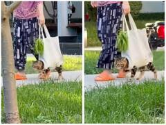 शॉपिंग के दौरान पालतू जानवर का ध्यान रखने का अनोखा जुगाड़, सभी को पसंद आया आइडिया