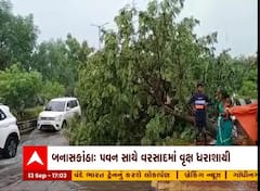 બનાસકાંઠા: પાલનપુરમાં નવા બસ સ્ટેન્ડ પાસે વૃક્ષ ધરાશાયી
