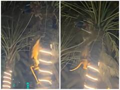 जंगल से निकल कर पार्टी में घुसी शेरनी, जान बचाने के लिए पेड़ पर चढ़ा शख्स