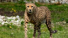 EXPLAINED: How Cheetahs will be transported from Namibia to India? | Master Stroke