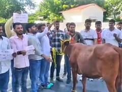 Rajasthan: गौपालन मंत्री के घर गाय लेकर पहुंचे ABVP के कार्यकर्ता, लंपी वायरस को महामारी घोषित करने की मांग