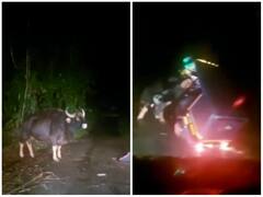 गुस्सैल सांड ने ऑटो पर निकाला अपना गुस्सा, एक ही झटके में उठाकर पटका