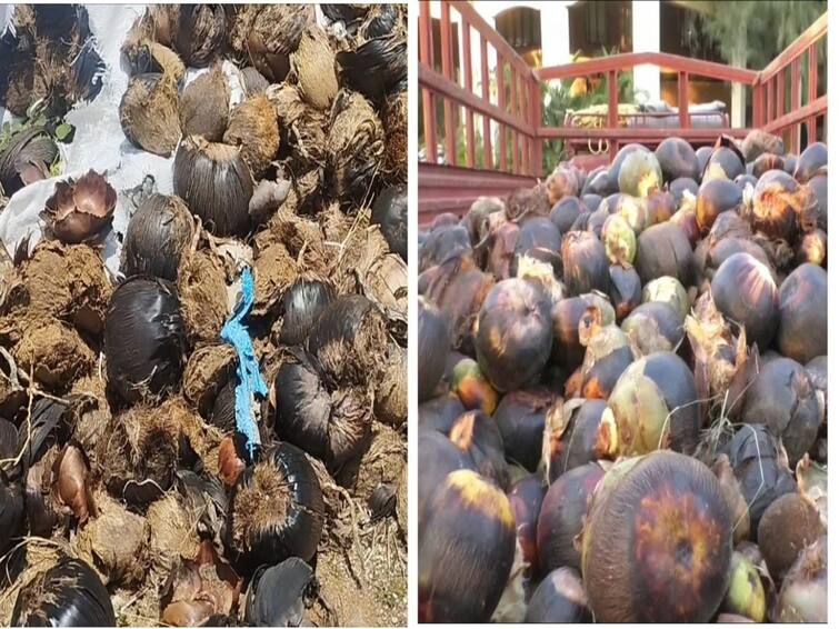 Nellai: Agriculture officials wasted palm seeds Speaker sent one lakh palm seeds நெல்லை: ஒருபுறம் வீணான 50 ஆயிரம் பனை விதைகள்.. மறுபுறம் ஒரு லட்சம் பனை விதைகளை வழங்கிய சபாநாயகர்..