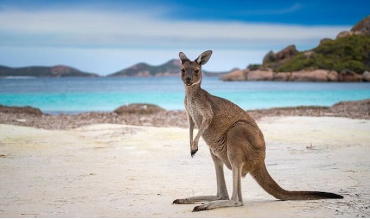 Australia: 77-year-old man died in kangaroo attack, such a deadly attack happened after 86 years Australia: કાંગારૂના હુમલામાં 77 વર્ષીય વ્યક્તિનું મોત, 86 વર્ષ બાદ થયો આવો જીવલેણ હુમલો