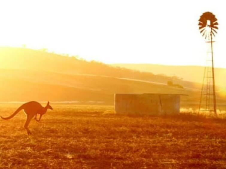 Kangaroo Kills Its Owner In Australia A First Since 1936 Viral News: 'কাল' হল পোষ্য, অস্ট্রেলিয়ায় ক্যাঙ্গারুর হামলায় মৃত্যু বৃদ্ধের