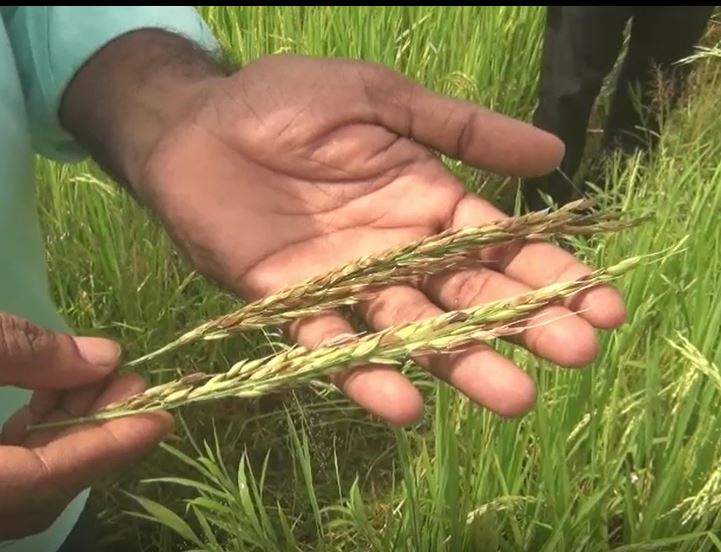 Rice Farming : निसर्गाच्या अवकृपेमुळं कोकणातील भातशेती अडचणीत, अतिवृष्टीमुळं भाताच्या परागीकरणावर परिणाम