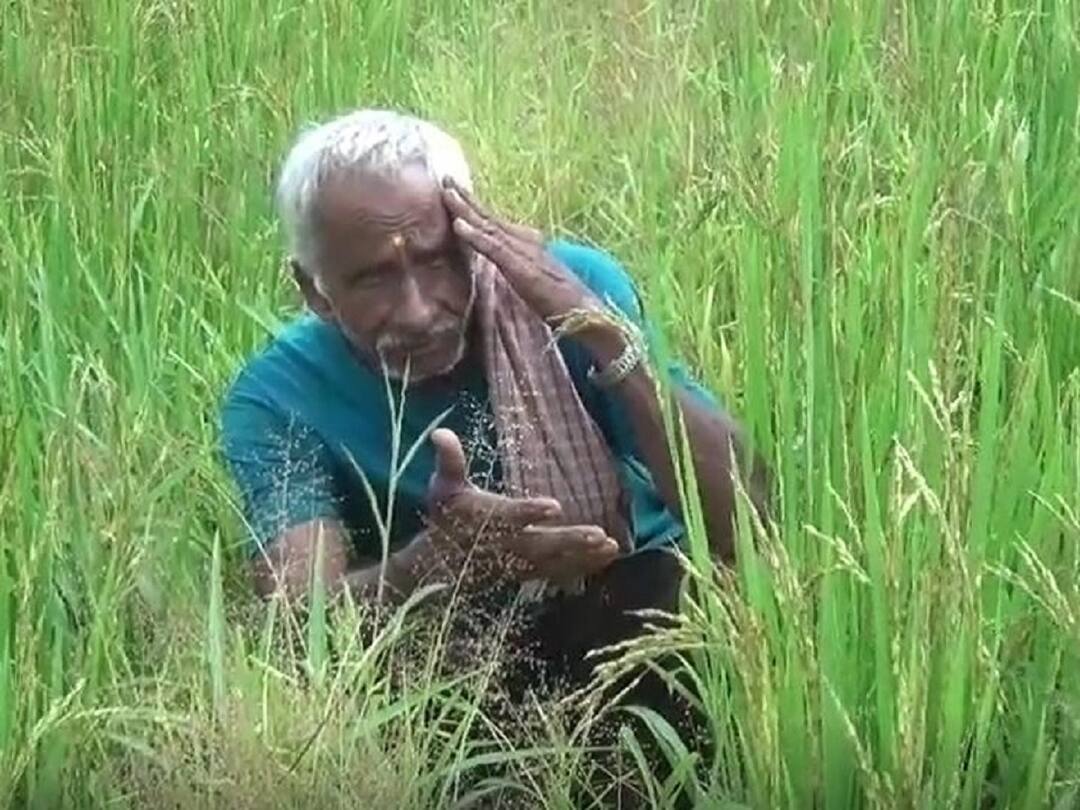 Rice Farming : निसर्गाच्या अवकृपेमुळं कोकणातील भातशेती अडचणीत, अतिवृष्टीमुळं भाताच्या परागीकरणावर परिणाम Rice farming in Konkan is in trouble due to heavy rains Rice Farming : निसर्गाच्या अवकृपेमुळं कोकणातील भातशेती अडचणीत, अतिवृष्टीमुळं भाताच्या परागीकरणावर परिणाम