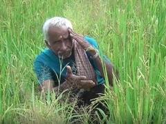 Rice Farming : निसर्गाच्या अवकृपेमुळं कोकणातील भातशेती अडचणीत, अतिवृष्टीमुळं भाताच्या परागीकरणावर परिणाम