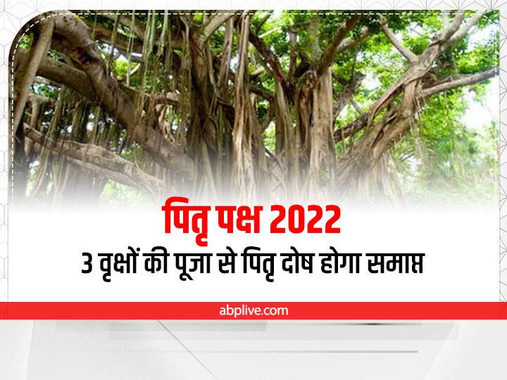 Pitru paksha 2022 Six day shashti tithi shradha time Pipal bargad belpatra tree puja pitra dosh remove shradha paksha 2022 Pitru Paksha 2022: पितृ पक्ष षष्ठी श्राद्ध में कल ऐसे करें इन 3 पेड़ों की पूजा, पितृ दोष होगा समाप्त