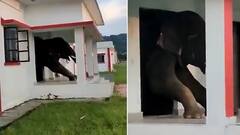 Viral Video: ਘਰ ਦਾ ਸਵਾਦਿਸ਼ਟ ਭੋਜਨ ਖਾਣ ਲਈ ਘਰ ਵਿੱਚ ਦਾਖਲ ਹੋਇਆ ਹਾਥੀ, ਫਿਰ ਦਰਵਾਜ਼ੇ 'ਤੇ ਅਟਕ ਗਿਆ