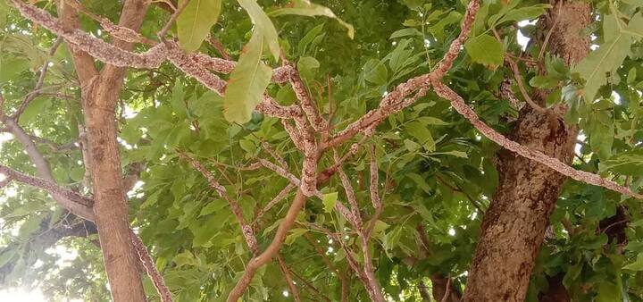 इस वजह से लाख उत्पादन में देश में पहले स्थान पर रहने वाला छत्तीसगढ़ राज्य पिछड़ रहा है. इसे ध्यान में रखते हुए बस्तर में लाख उत्पादन को बढ़ावा देने के लिए झारखंड के रांची से आए वैज्ञानिकों ने एक बार फिर से बस्तर के ग्रामीणों को लाख उत्पादन के लिए प्रशिक्षित करना शुरू कर दिया है. ताकि बस्तर के ग्रामीण ज्यादा से ज्यादा लाख उत्पादन कर अच्छी आय प्राप्त कर सकें.