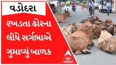 વડોદરાઃ રખડતા ઢોરે સગર્ભાને લીધી અડફેટે, ગર્ભમાં જ શિશુંનું થયું મોત