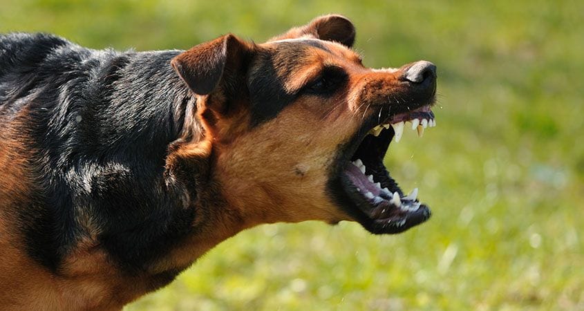 Dog Attacks: కుక్కలు ఎందుకంత అగ్రెసివ్‌గా మారిపోతాయి? డాగ్ సైకాలజీ ఏం చెబుతోంది?